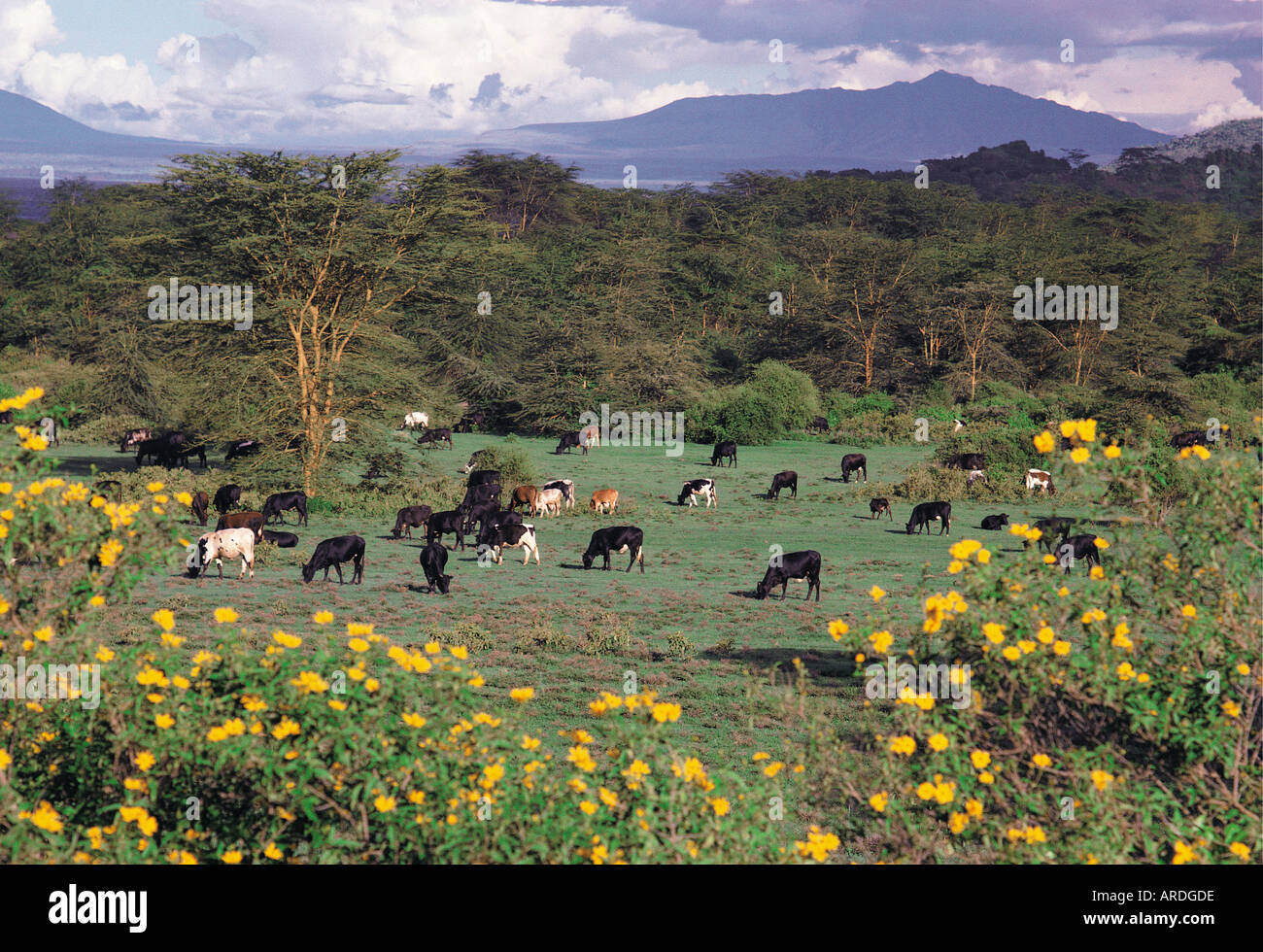 Bestiame al pascolo in una moderna azienda agricola nei pressi del lago Naivasha nella Grande Rift Valley Kenya Africa orientale Foto Stock