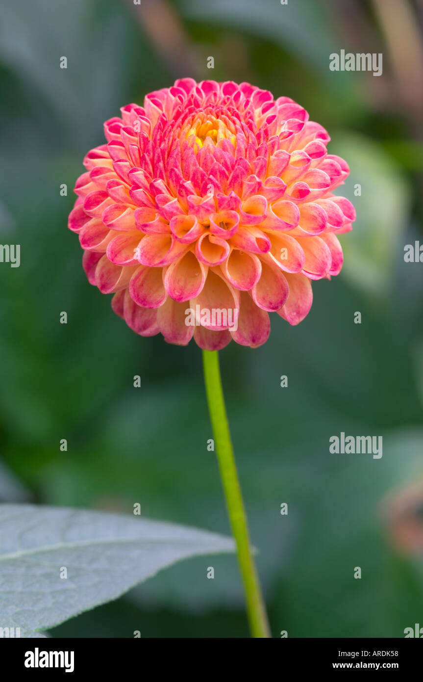 Sarà Dahlia's Ringwood Rosie Foto Stock