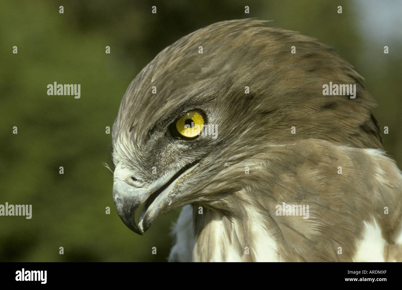 Breve toed eagle Circaetus gallicus Close up della testa Foto Stock
