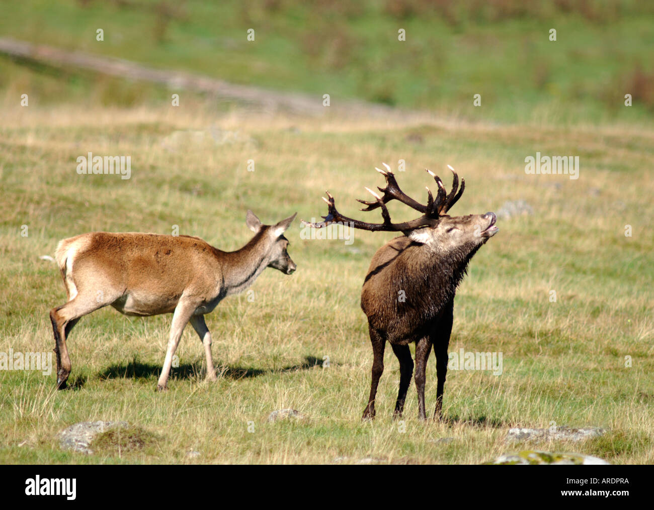 Red Deer Stag holding femmine e impegnativo si troverebbe a competere maschi. 3723-357 XMM Foto Stock