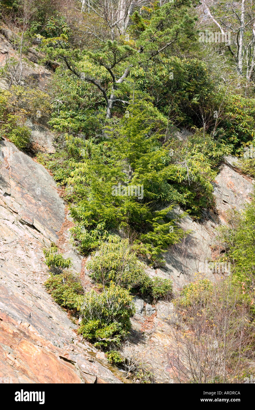 Blue Ridge Parkway, a sud-est, STATI UNITI D'AMERICA Foto Stock