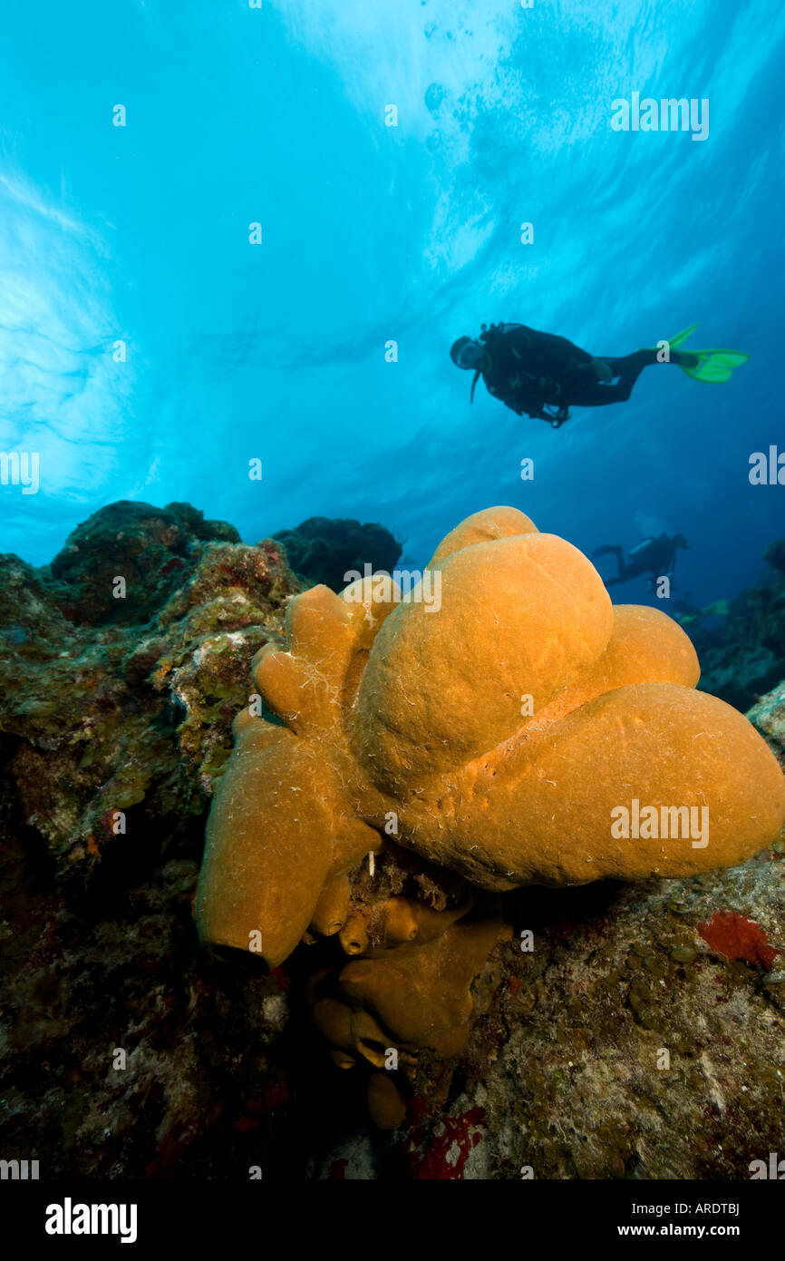 Subacqueo e spugna a Chankanaab divesite Cozumel Messico Foto Stock