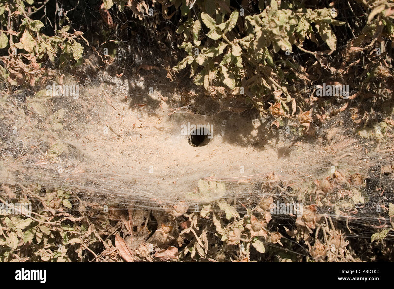 Imbuto in web hedge opposta a discarica e coperti di polvere Skiathos Grecia Foto Stock