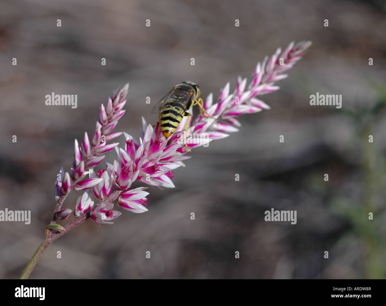 Hornet sul fiore rosa al Black Rock, Northern Cape, Sud Africa Foto Stock
