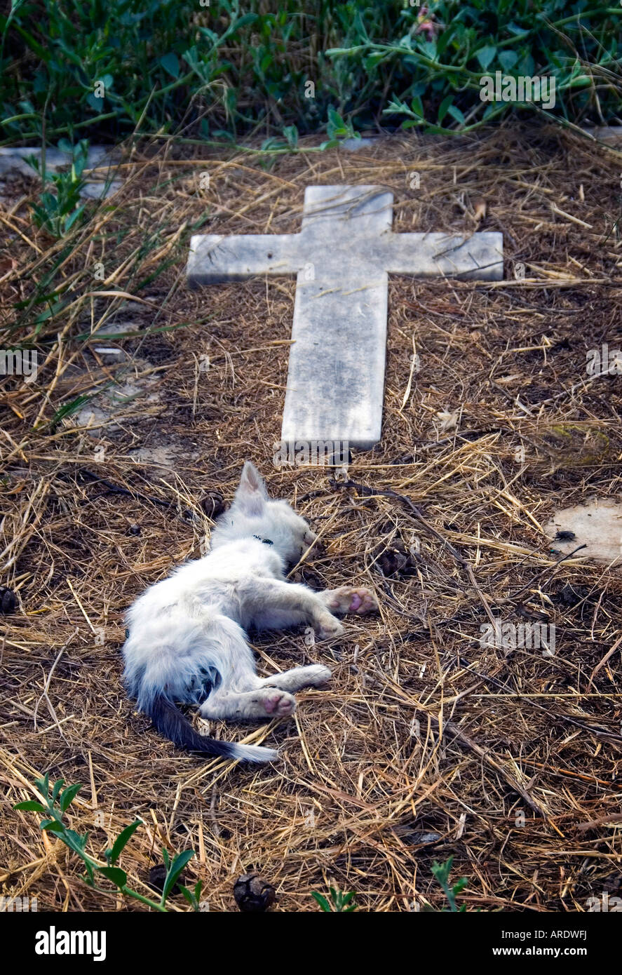 Gattino morto sulla tomba. Foto Stock
