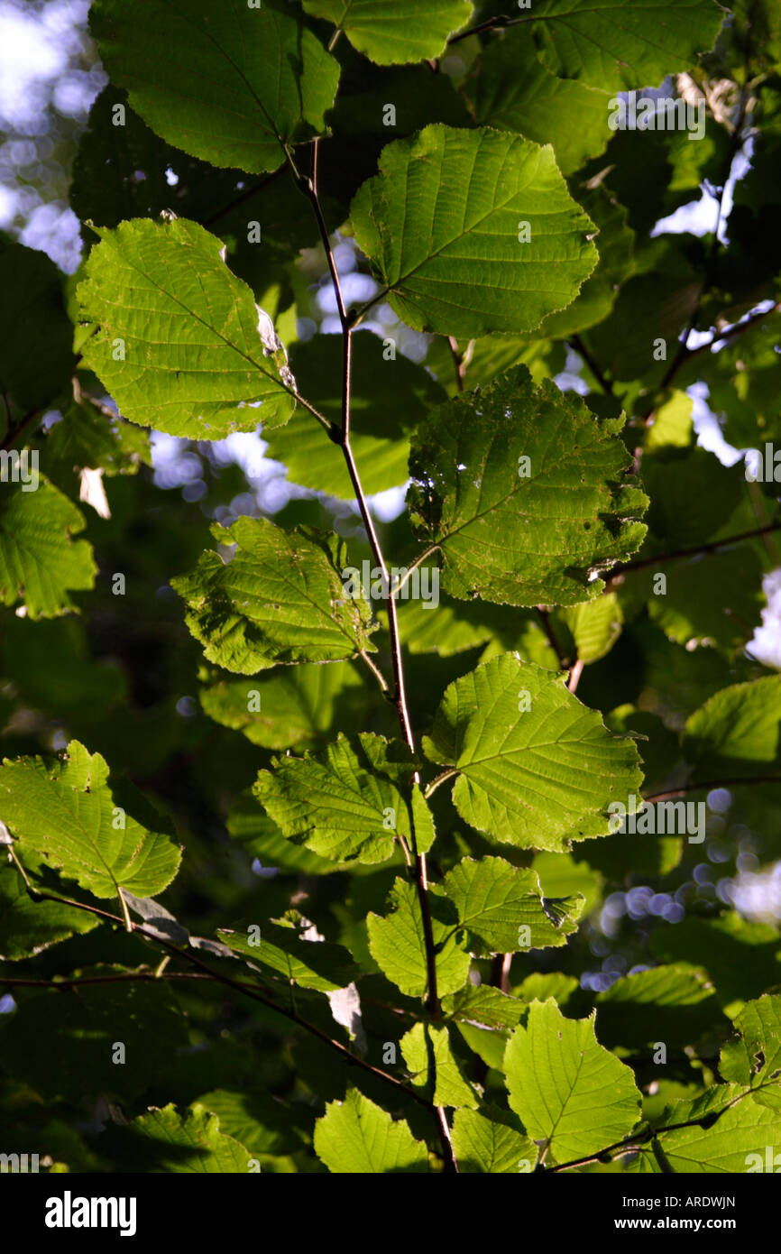 Dettaglio foglia con rotte sun luce verde ad albero Foto Stock