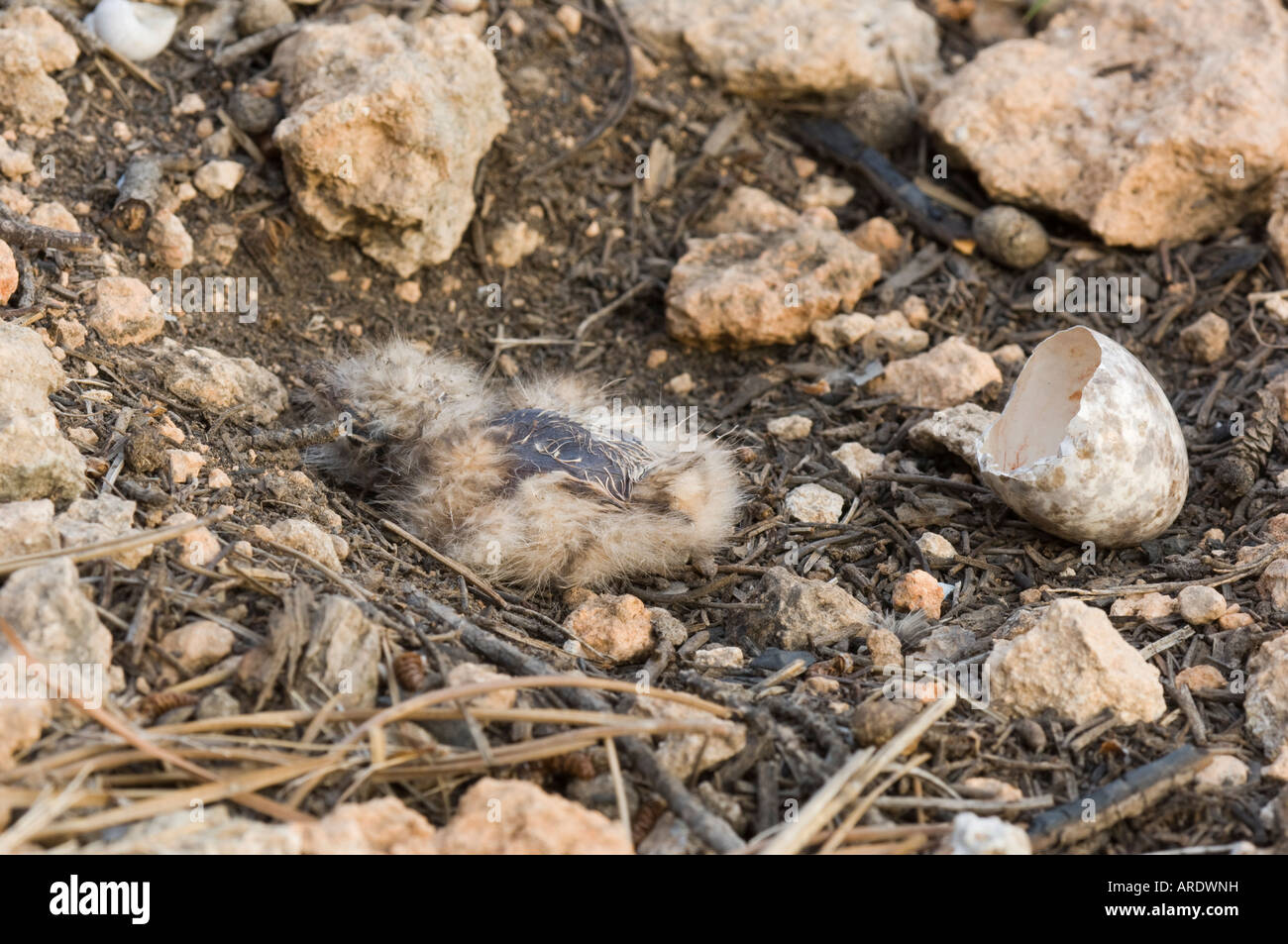 Pulcino neonato del collo rosso Nightjar a nido con guscio d'uovo ancora  presente, Spagna Foto stock - Alamy