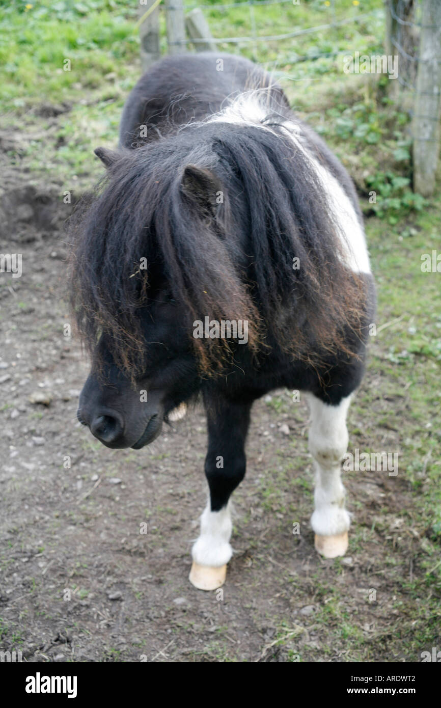 Pony Shetland vicino a Lerwick, isole Shetland, Scozia Foto Stock