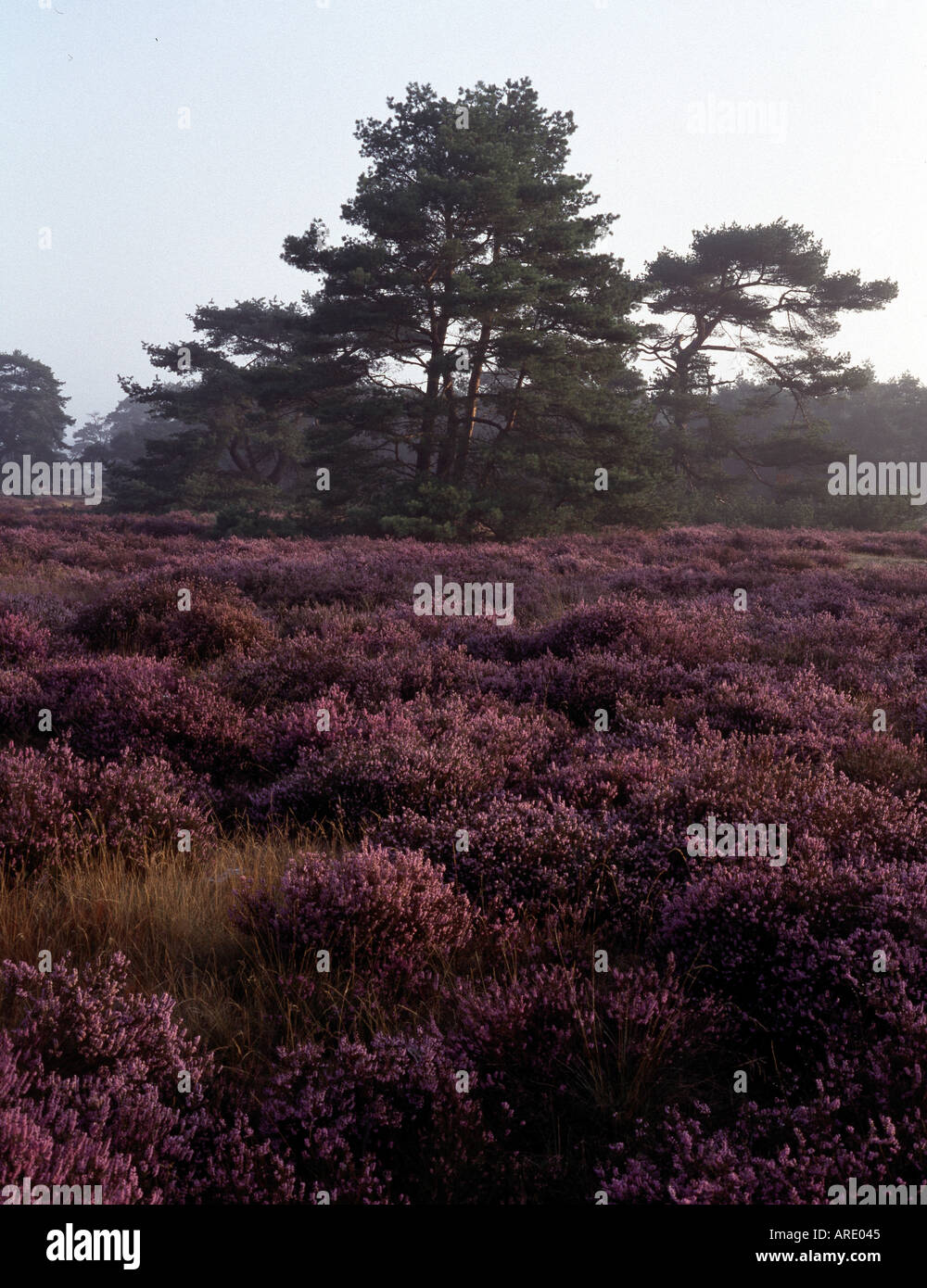 Hoge Veluwe, Heidelandschaft, Foto Stock