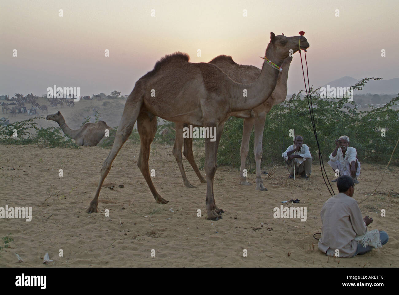 I commercianti del cammello a Pushkar Camel Fair in India Foto Stock