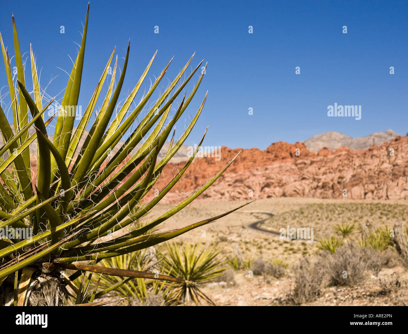 Vista del paesaggio di Red Rock Canyon a Las Vegas Nevada Foto Stock