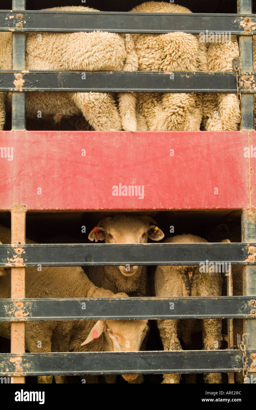 Le pecore vengono trasportate in grandi camion nell'Australia occidentale per essere spedite in Medio Oriente Foto Stock