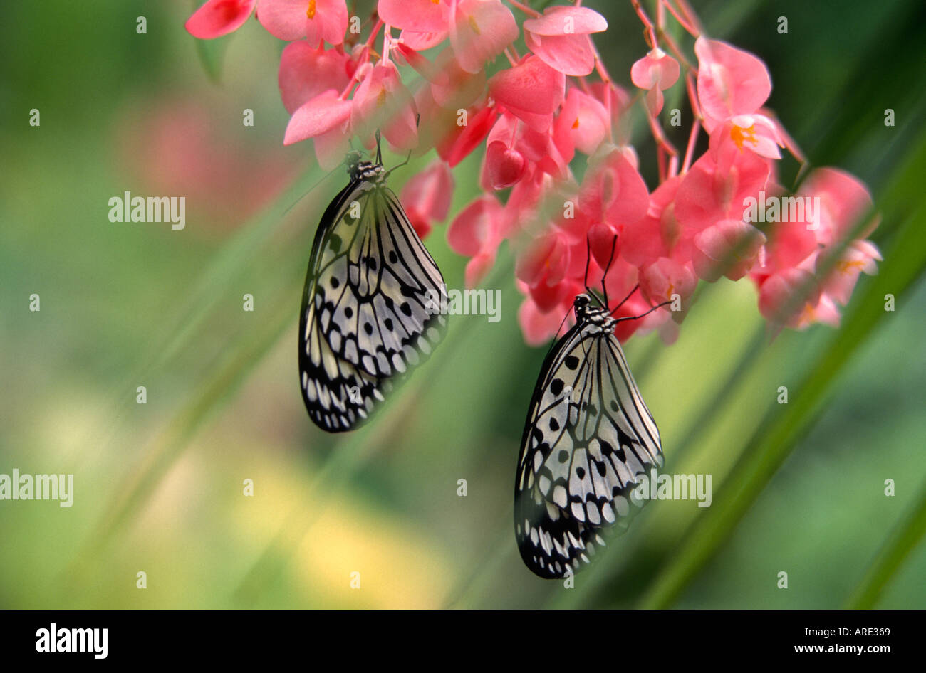 Albero Bianco Ninfa Butterflies-Note-cattività oggetto. Foto Stock