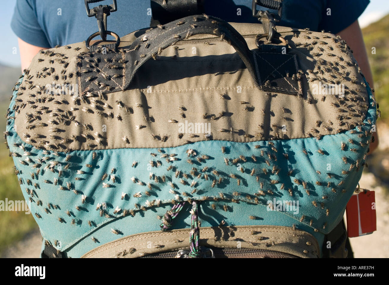 Escursionista con fly coperta zaino montagne innevate Kosciuszko Parco Nazionale del Nuovo Galles del Sud Australia Foto Stock