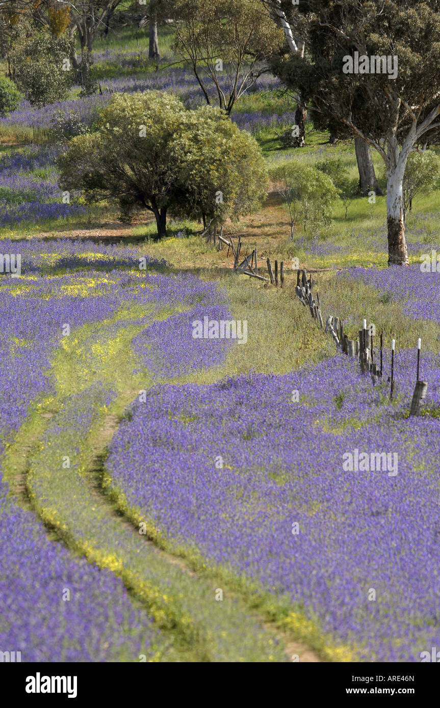 Gli agricoltori di una pista in un campo di porpora Pattersons maledizione vicino a York in Australia Occidentale Foto Stock