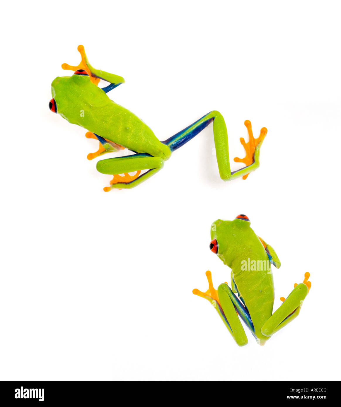 Con gli occhi rossi TREEFROG Agalychnis callidryas Foto Stock