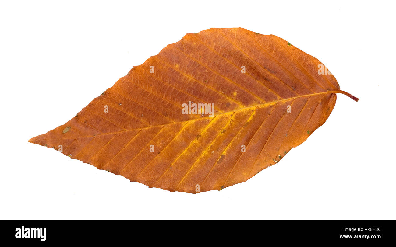 Autumn Leaf stagliano su sfondo bianco Foto Stock