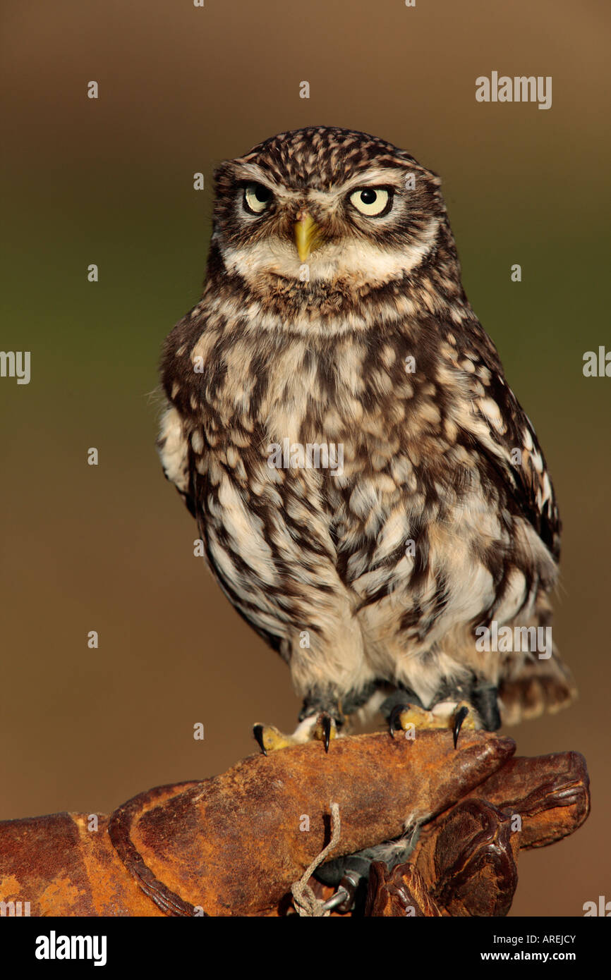 Civetta Athene noctua appollaiato sul guanto cercando alert Foto Stock