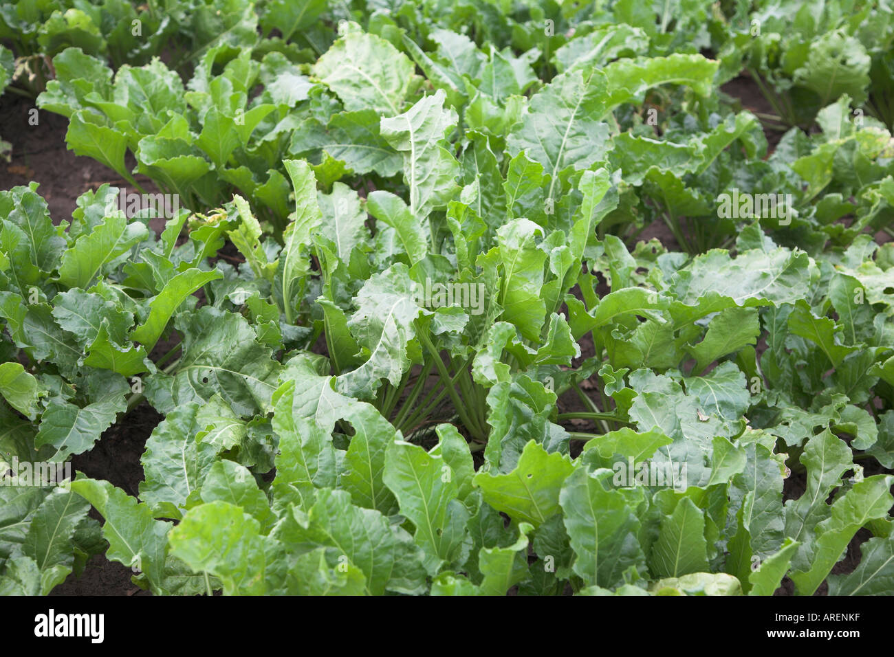 I giovani di barbabietole da zucchero piantine Butley Suffolk in Inghilterra Foto Stock