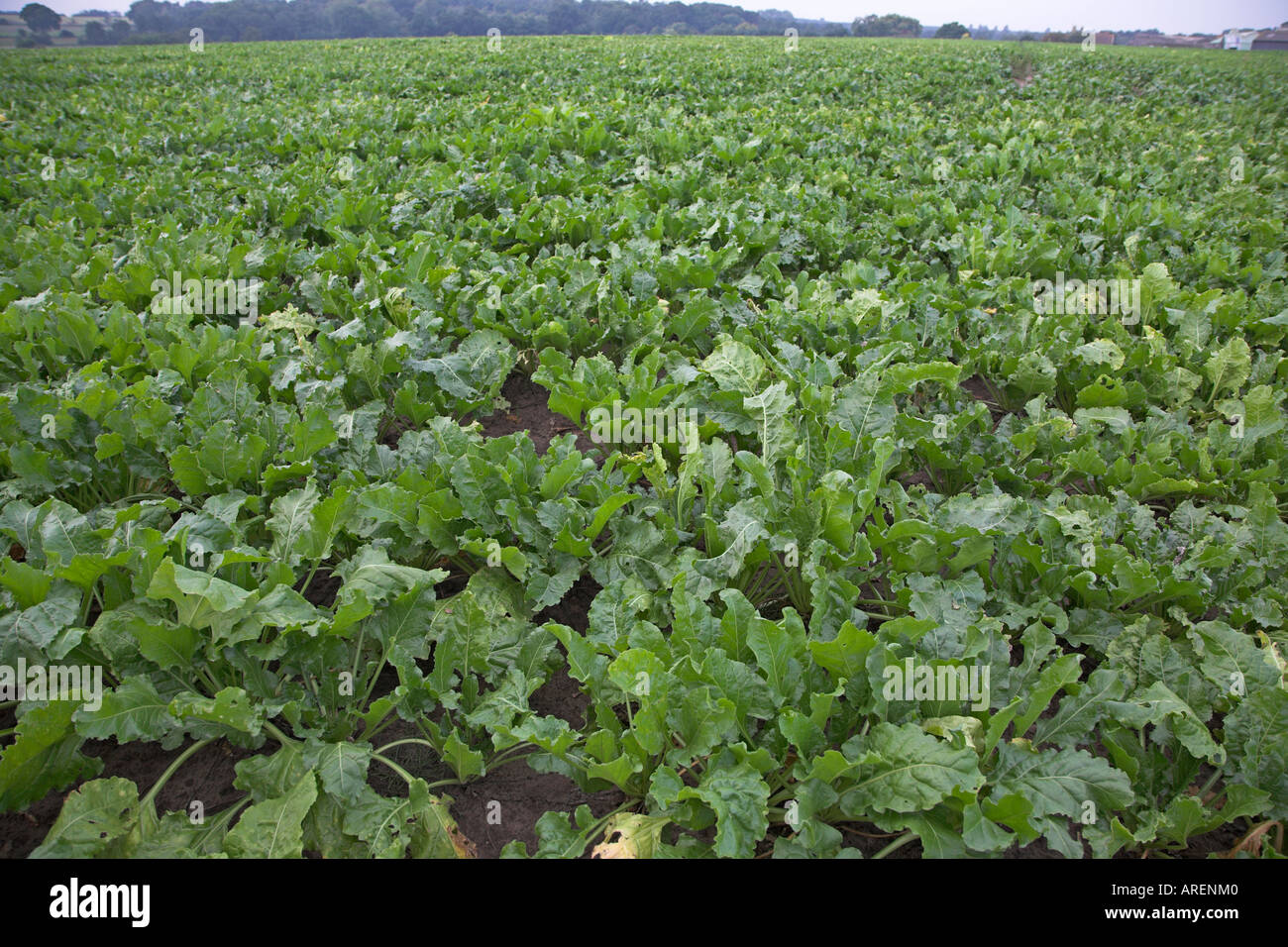 I giovani di barbabietole da zucchero piantine nel campo Butley Suffolk in Inghilterra Foto Stock