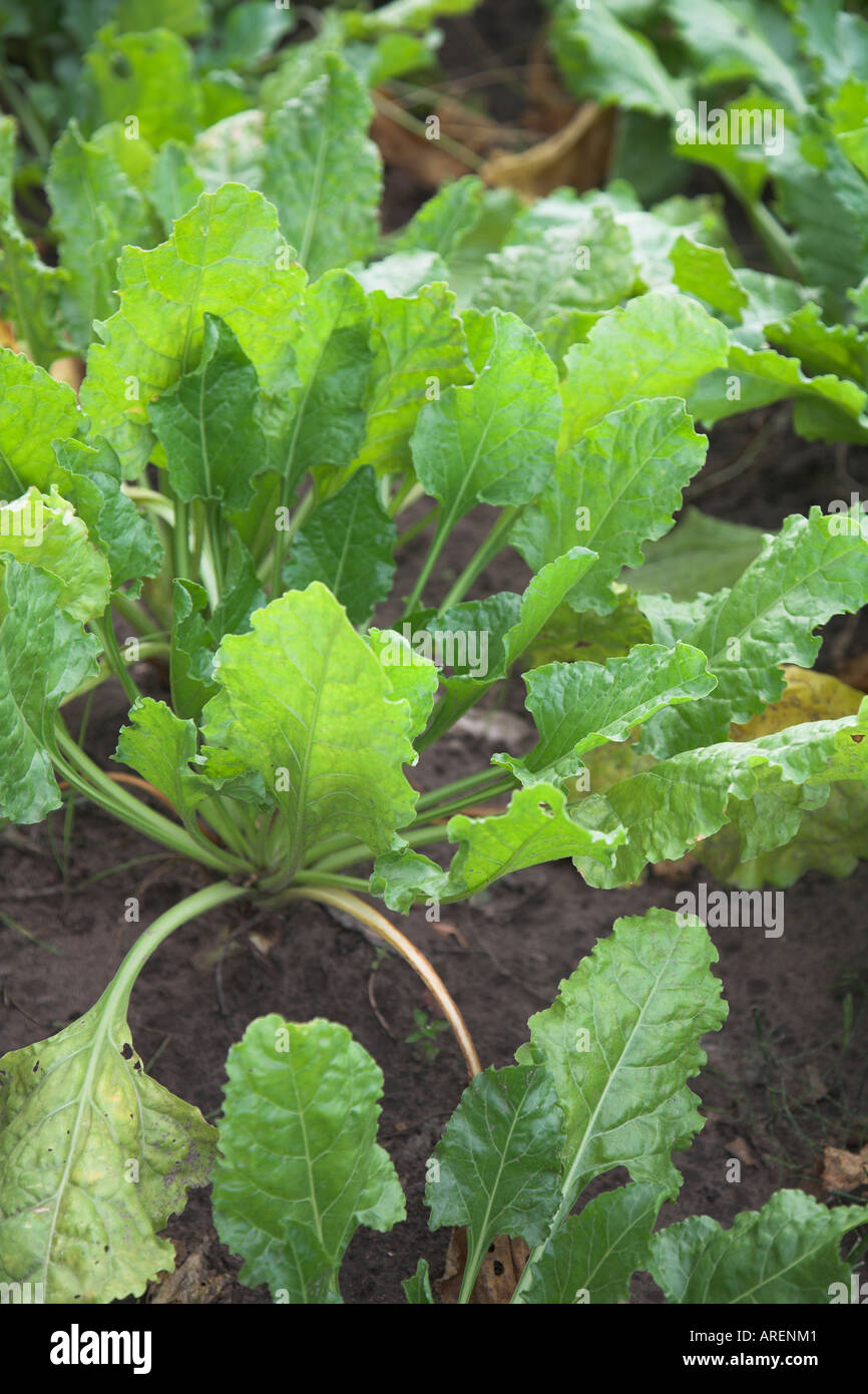 I giovani di barbabietole da zucchero piantine Butley Suffolk in Inghilterra Foto Stock