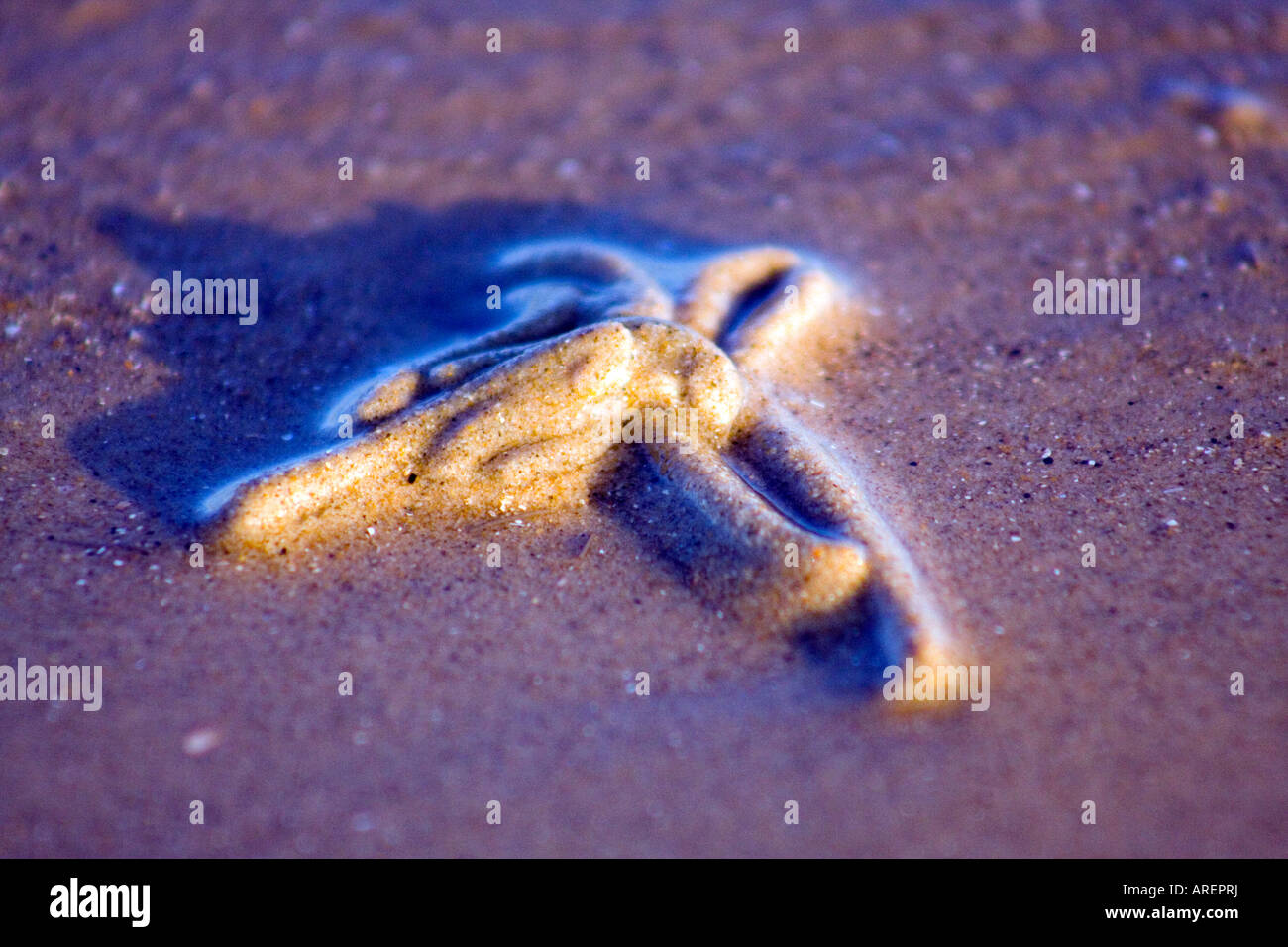 Spiaggia (lugworm Arenicola marina) cast close up Foto Stock