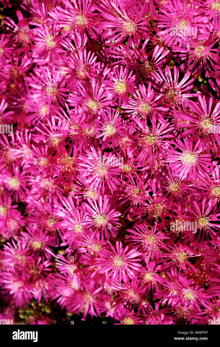 Fiori di colore rosa California Foto Stock