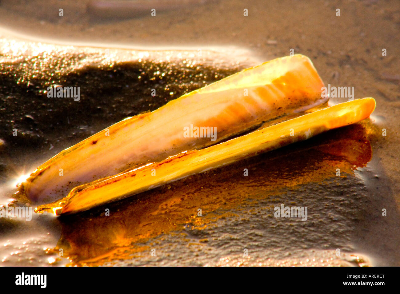 Spiaggia di shell per rasoio (Ensis arcuatus) close up Foto Stock