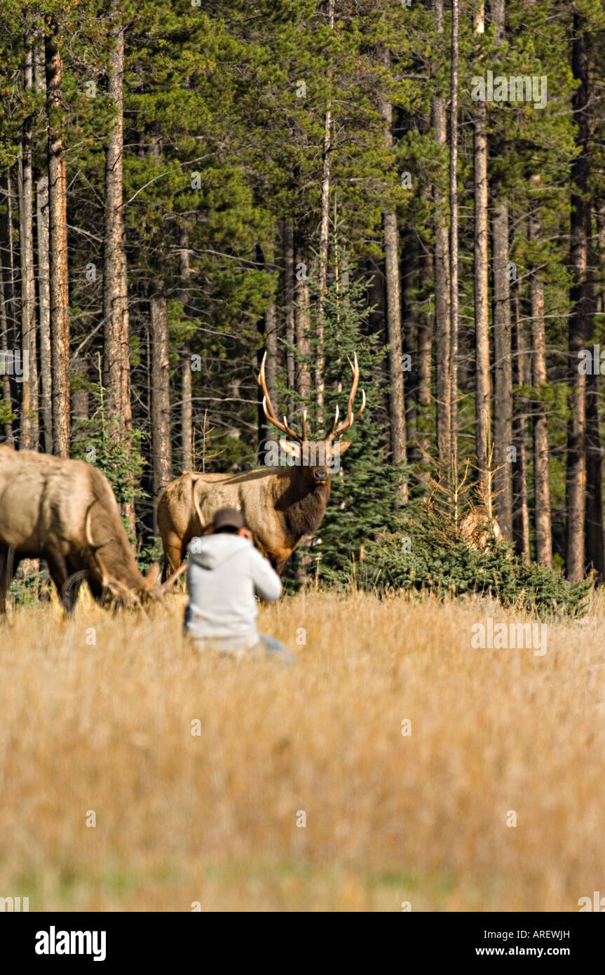 Un turista arrivare al vicino a una wild bull elk nel Parco Nazionale di Jasper Foto Stock