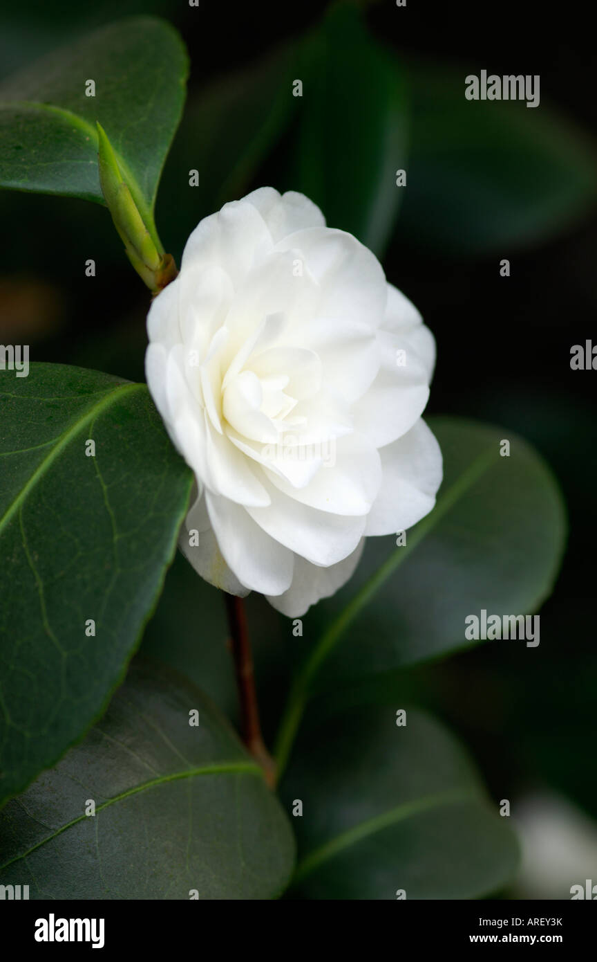 CAMELLIA JAPONICA ALBA PLENA Foto Stock