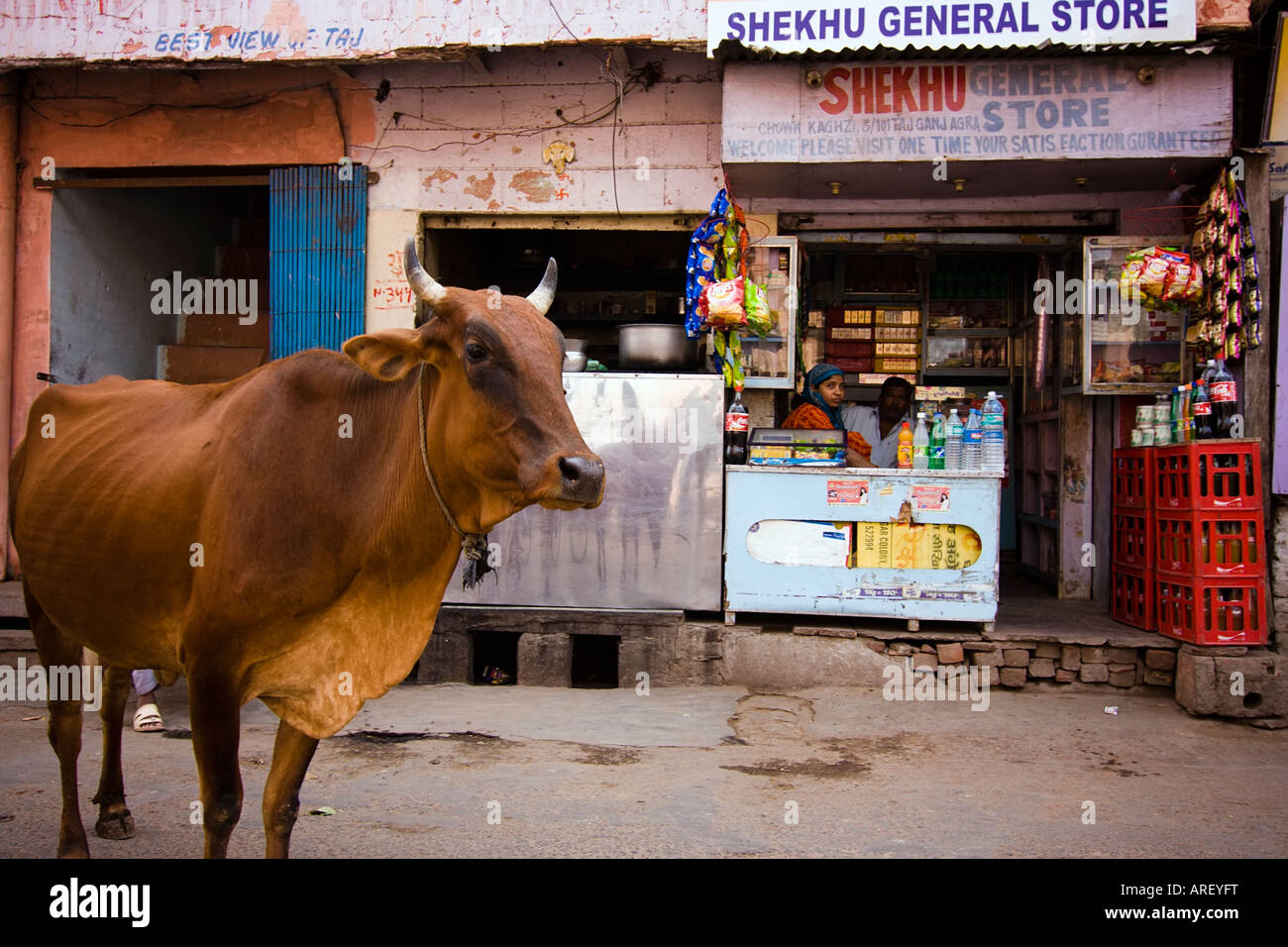 Una vacca sacra in piedi di fronte ad un piccolo negozio di alimentari - Agra, Uttar Pradesh, India Foto Stock