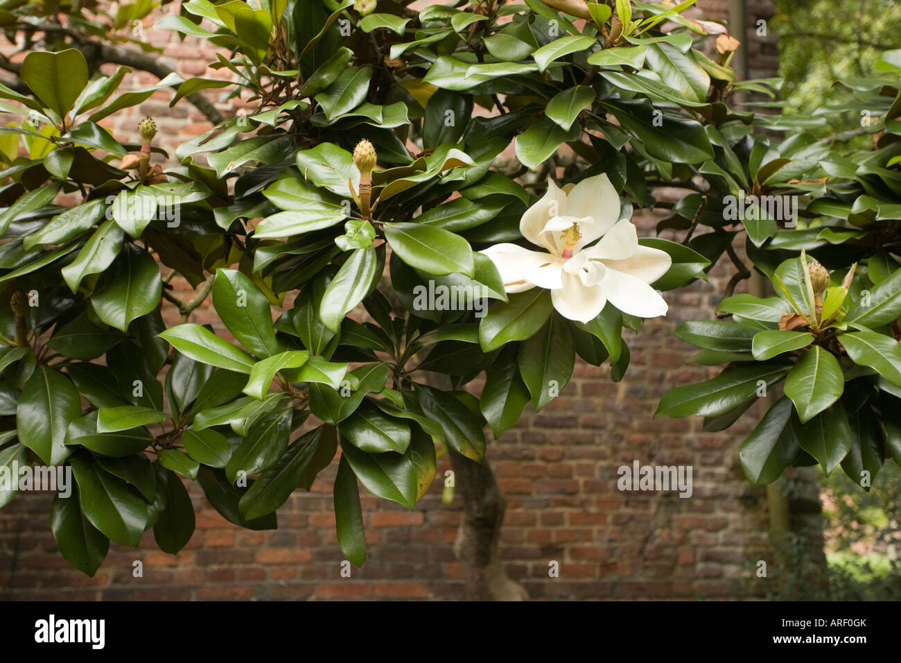 Magnolia gigante Foto Stock