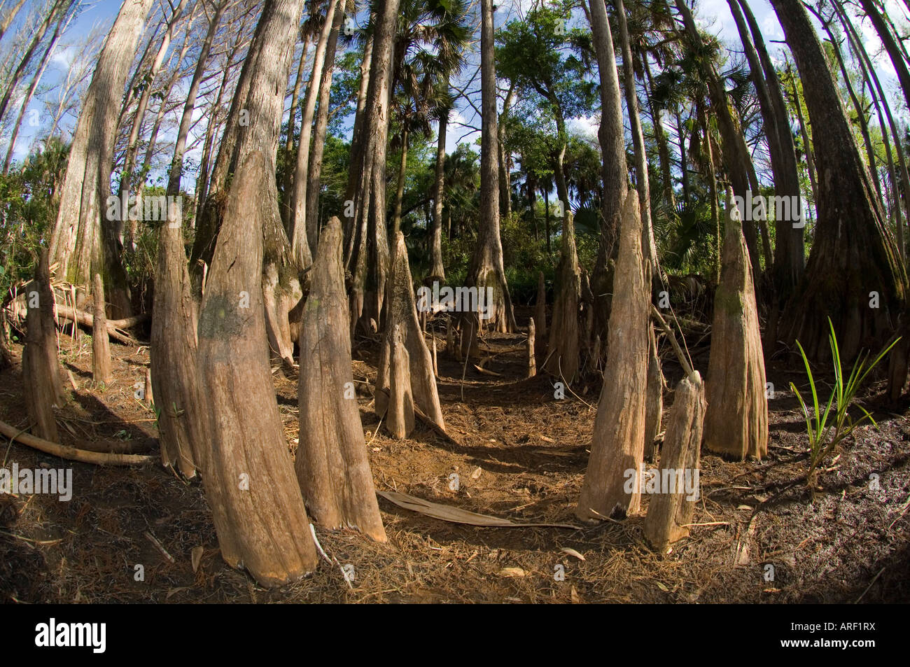 Cipresso calvo Taxodium distichum lungo le rive del fiume Loxahatchee nel nord di Palm Beach County FL Foto Stock