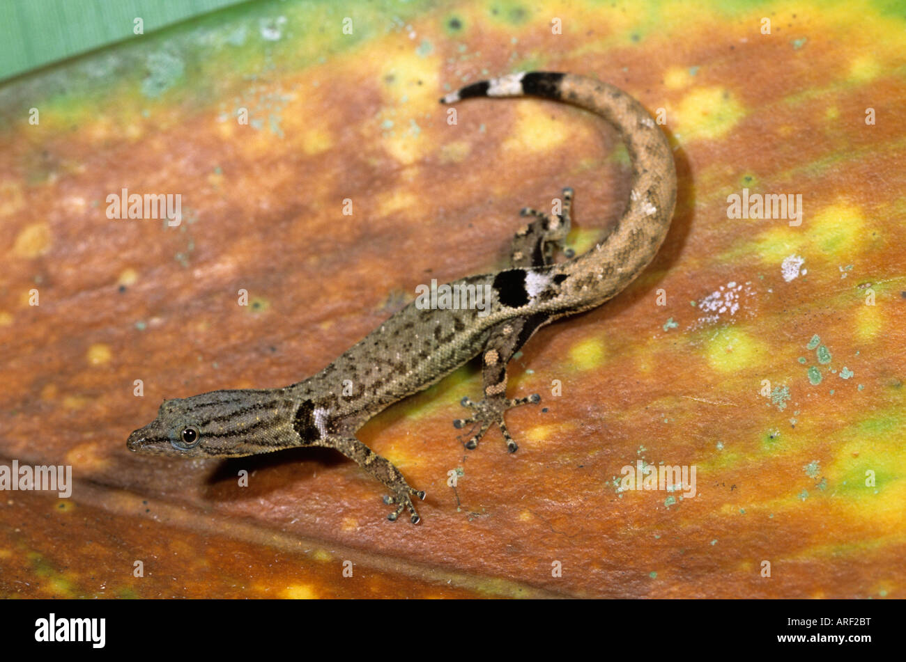 Avvistato gecko Sphaerodactylus millepunctatus Nicaragua Foto Stock