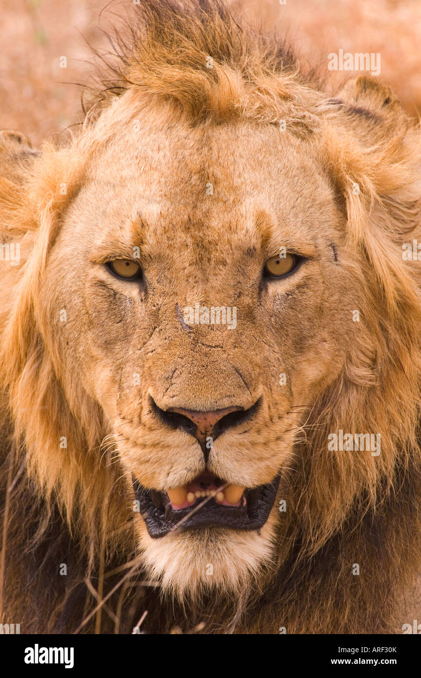 Ritratto di Lion in Sabi Sand area parco nazionale Kruger Sud Africa giovani dominante della posta Foto Stock