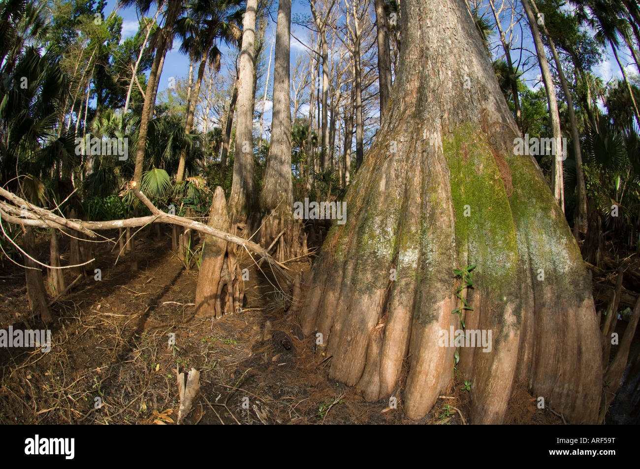 Cipresso calvo Taxodium distichum lungo le rive del fiume Loxahatchee nel nord di Palm Beach County FL Foto Stock