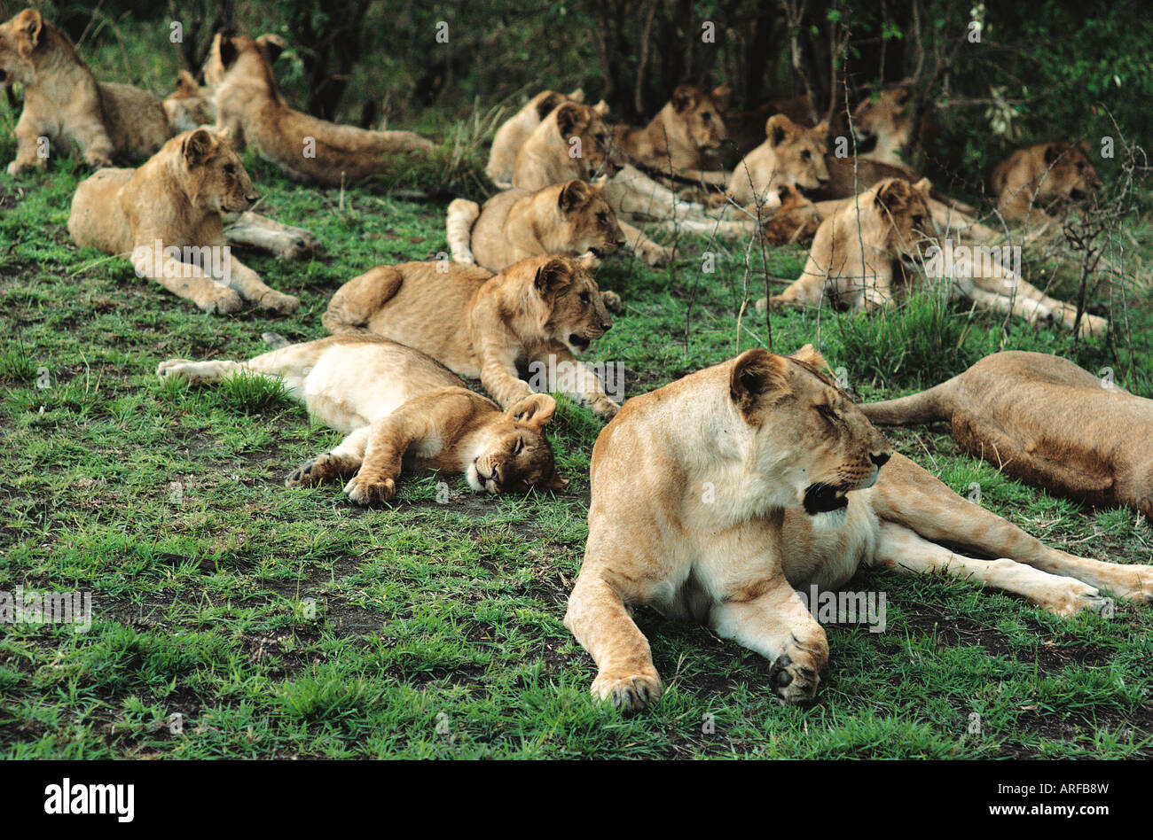 Grande gruppo di diciotto 18 leonesse e lupetti sdraiarsi e rilassarsi nella Riserva Nazionale di Masai Mara Kenya Africa orientale Foto Stock