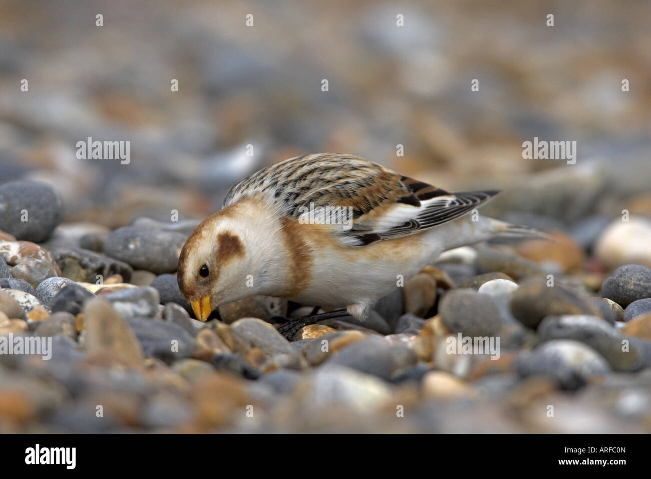 Snow Bunting Plectrophenax nivalis maschio adulto in non-allevamento sul piumaggio shingle Foto Stock