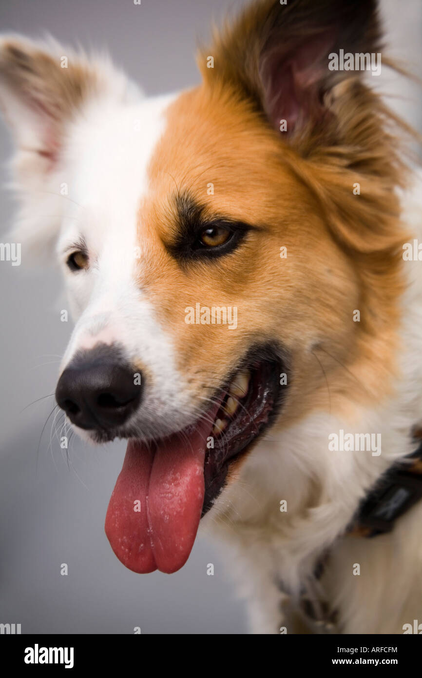Una razza mista cane con contrassegni insoliti sul suo volto, metà bianco e metà marrone. Foto Stock