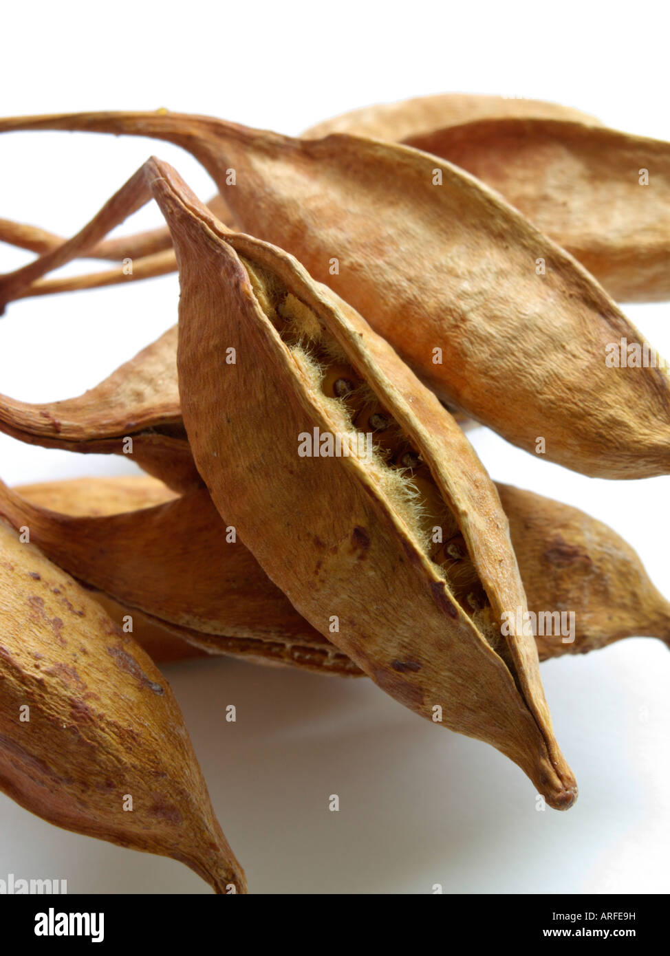 Australian flame tree (brachychiton acerifolius) Foto Stock