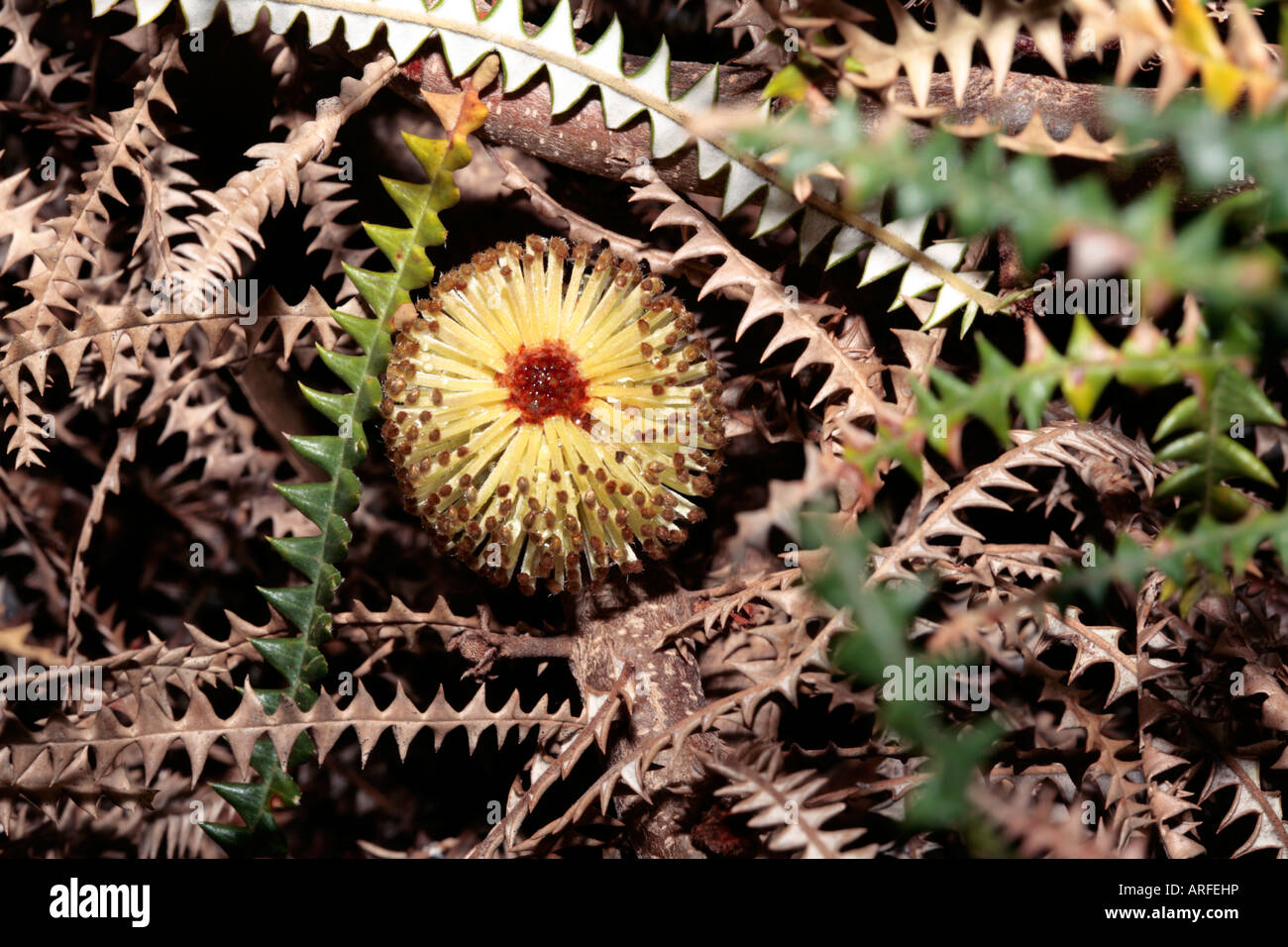 Piccolo mondo-fiore a forma di testa di Banksia dryandroides-Nessun nome comune- Famiglia Proteaceae Foto Stock