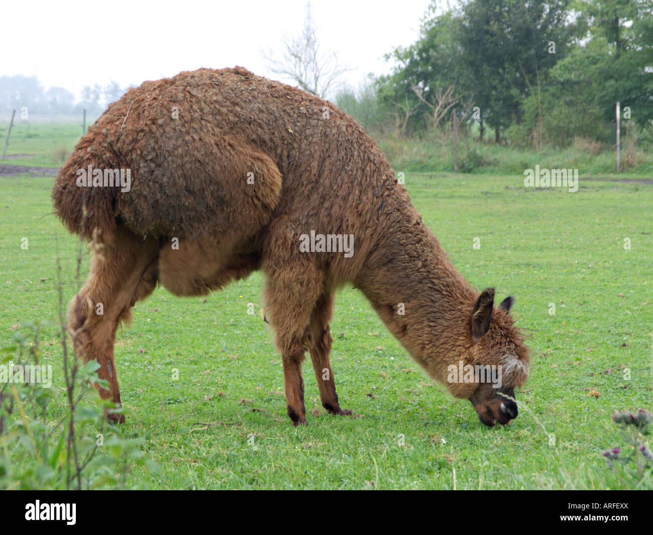 Alpaca (lama pacos) Foto Stock