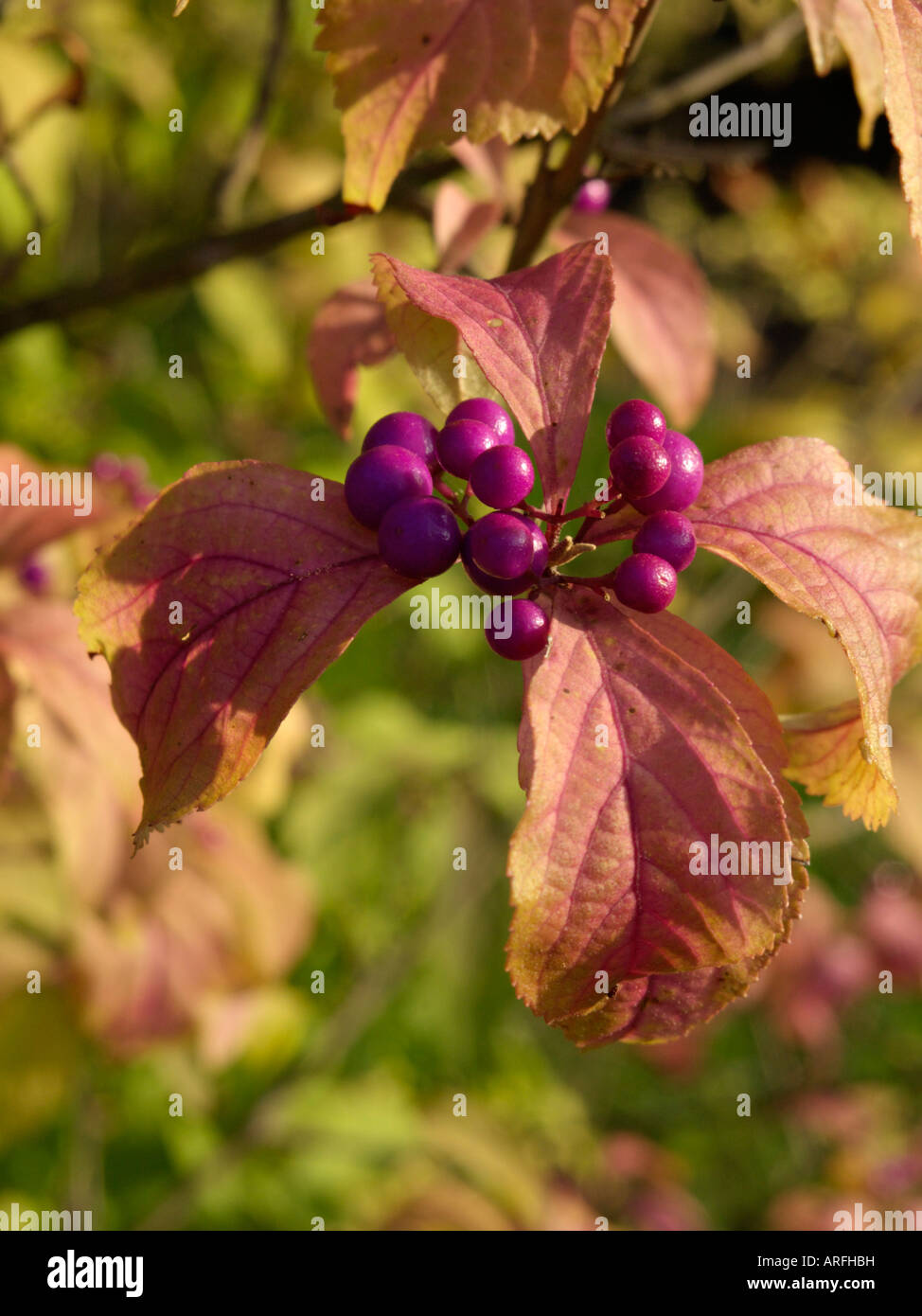 Bodinier's beautyberry (Callicarpa bodinieri var. giraldii) Foto Stock