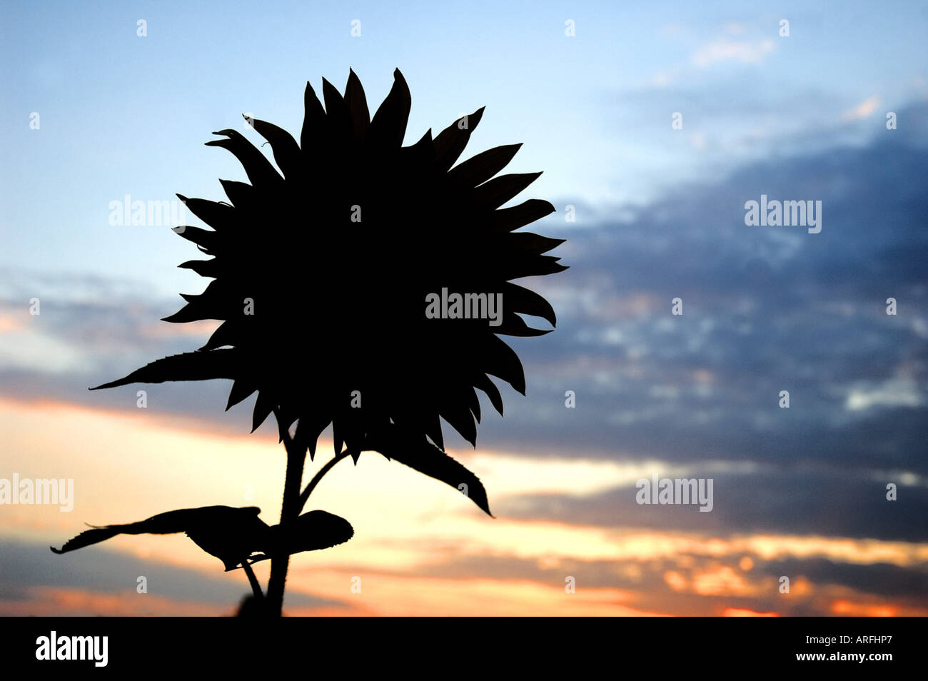 Comune di girasole (Helianthus annuus), silhouette dei semi di girasole Foto Stock