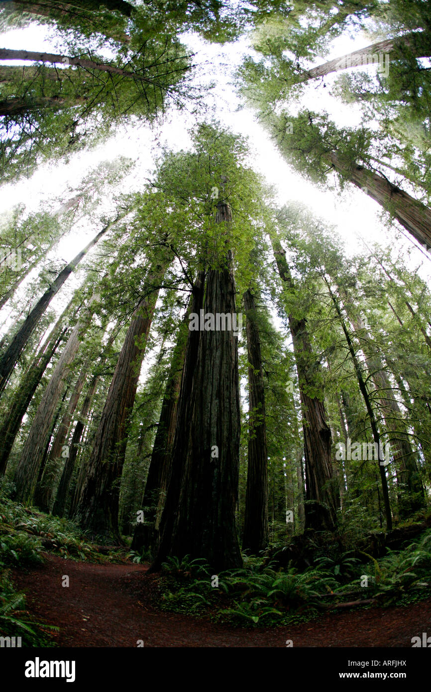 Guardando verso l'alto il baldacchino di alberi nel Parco Nazionale di Redwood in California del Nord. Foto Stock