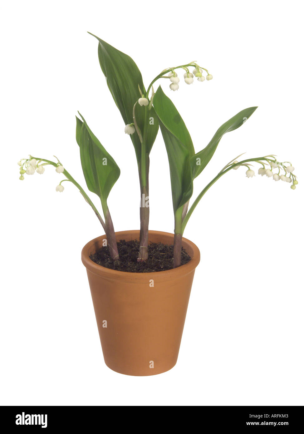 European Lily-di-il-valle (convallaria majalis), pianta in vaso Foto Stock