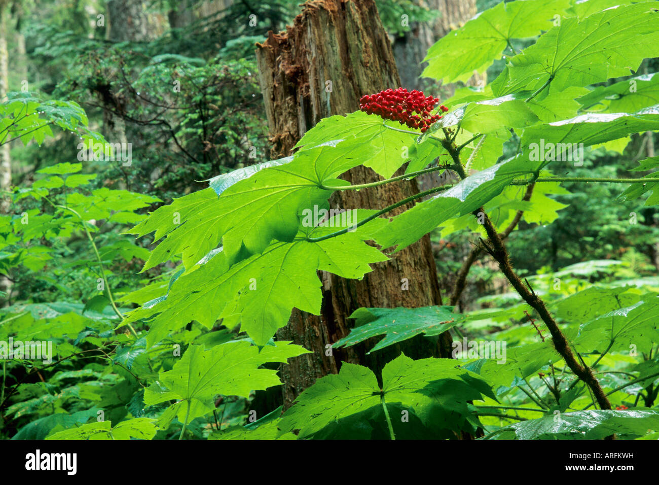 Devil's Club, pianta nativa per la Pacific Northwest Cascade Mountains. Foto Stock