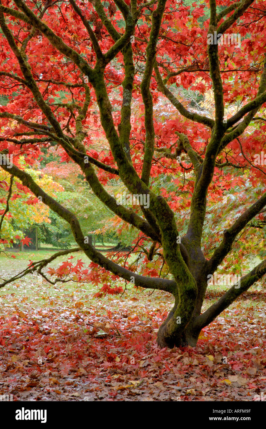 Fiery baldacchino rosso giapponese di acero Acer palmatum Foto Stock