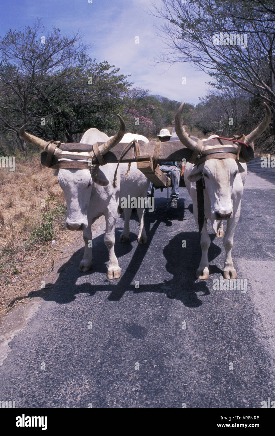 Buoi carrello su una strada posteriore in Guanacaste Costa Rica Foto Stock