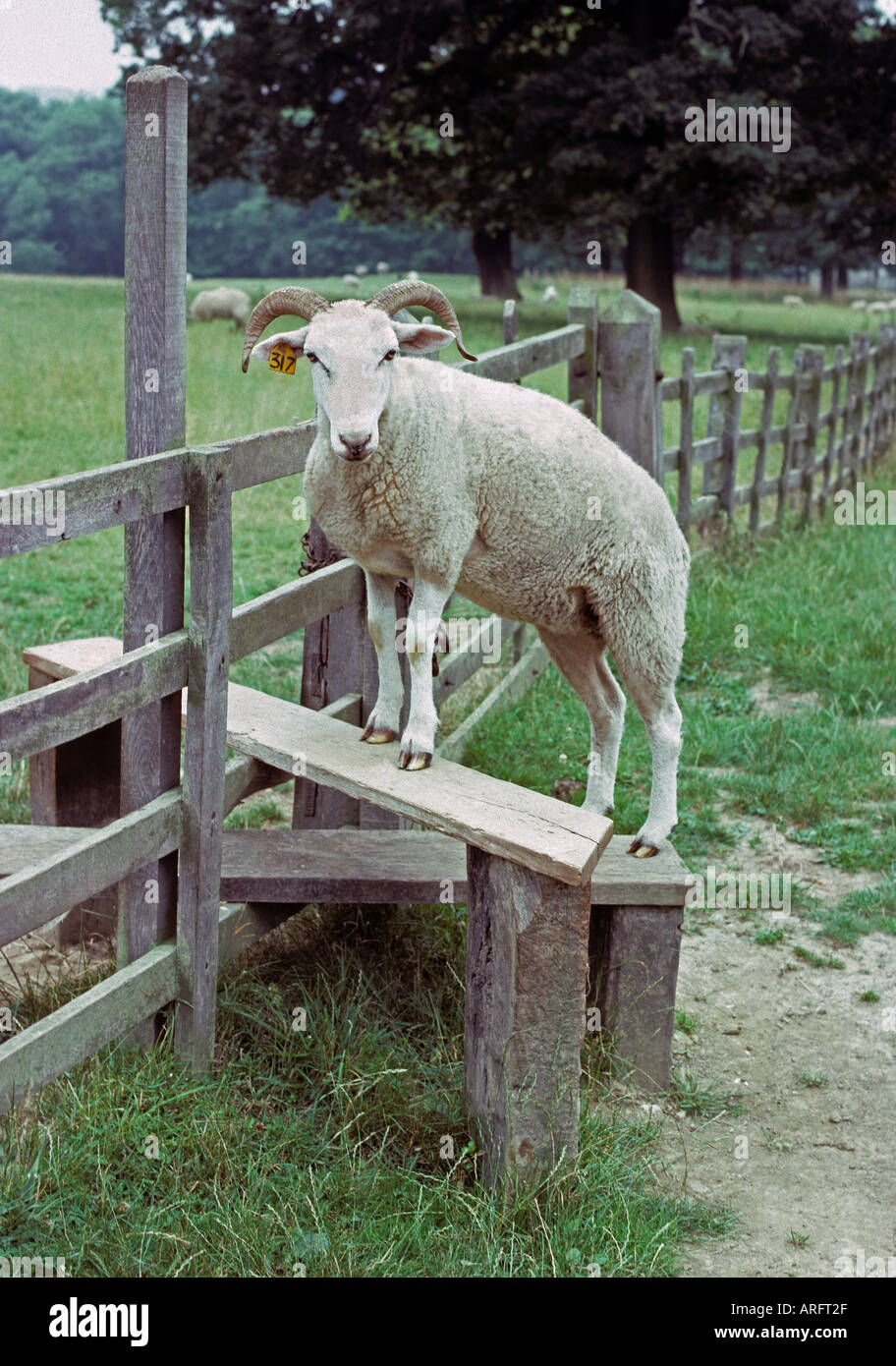 Pecore scalata di un montante verticale Foto Stock